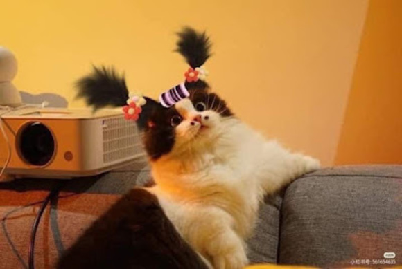 Meet your Posher, Vi - Picture 1 of 1